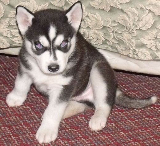 Es un perritu travieso y jugueton, ;3
http://www.facebook.com/HuskyLucifer?sk=wall&filter=1