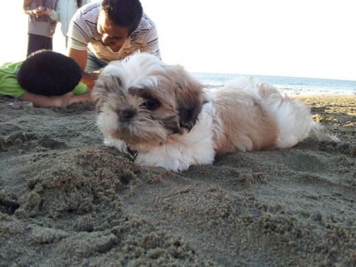 Mao en la playa... Is Happy!