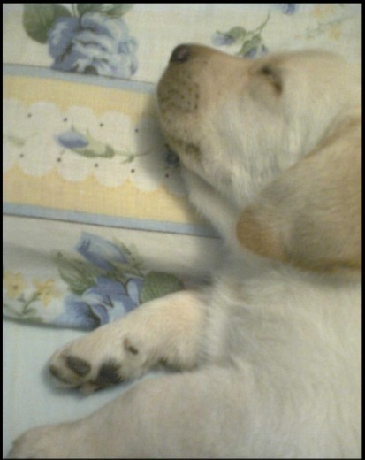 sho durmiendo mi siestita en el aire acondicionado en la cama de mama ^^