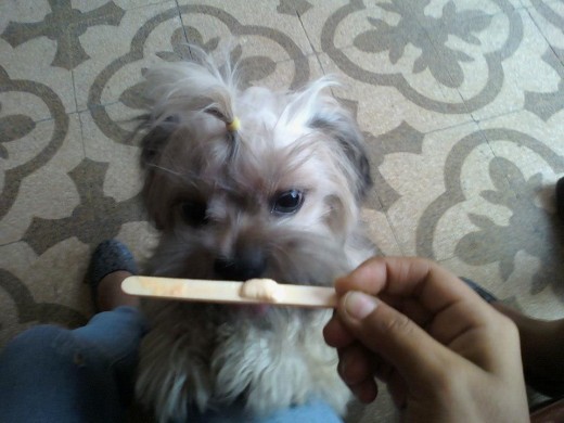 aqui mi muelitas con su colita y comiendo su helado..!!