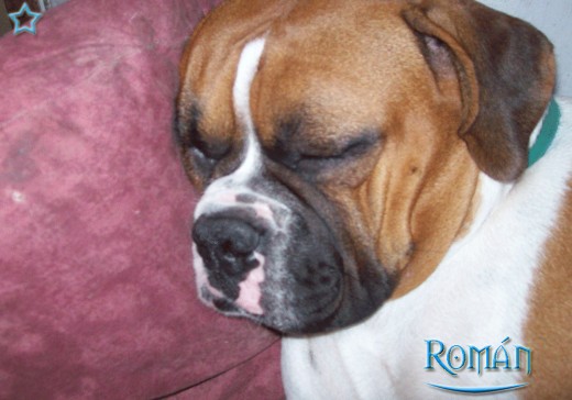 Román dormido con su almohada.