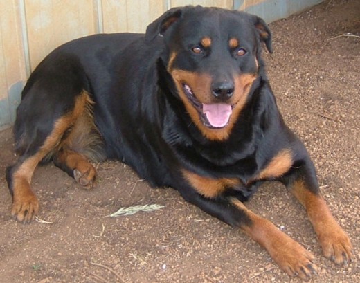 Lo encontre solo caminando serca de la ruta y me dio lastima y como yo muchas veses recojo de la calle lo agarre a el ahora esta cuidado alimentado y se lo ve feliz alrrededor de ls 39 perros con el ya son 40...(