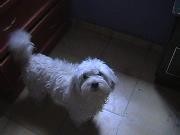 es  un perrito jugeton & muuy lindo
cadavez qe le dice 'vamonosse emocina :33