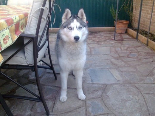 mi husky siberiano de 7 meses