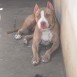 mi pit