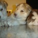 Vendo Hermosos Husky Siberiano