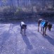 DOBERMAN GIGANTE