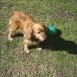 Miska y su pelota verde