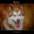 Koko