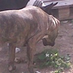 TAYSON