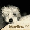 Merlina