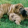 veterinario comprobado shar pei cachorros para el realojamiento 