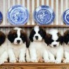 Saint-Bernard encantadora cachorros 