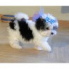 Malti-poo