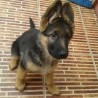 Thor(nombre artistico)