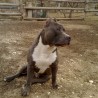 TAYSON