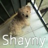 SHAYNY