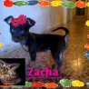 ZACHA