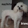 nacho