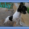 LOKY