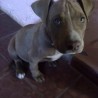 tayson