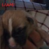 Liam 