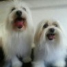 Milou y Lana