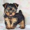 Yorkshire Terrier cachorros