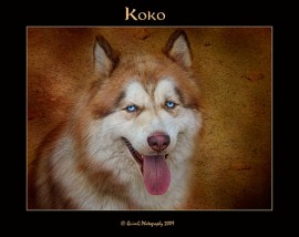 koko