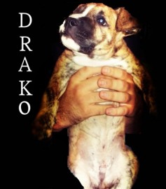 Drako