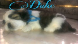 Duke