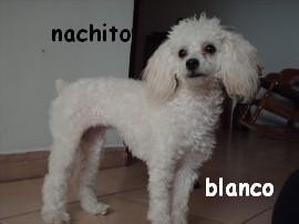 nacho