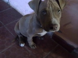 tayson