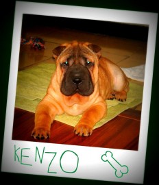 KENZO