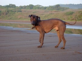 XOLOITZCLUINTLE 