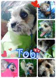 Tobi