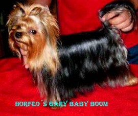 Horfeo´s Gary Baby Boom