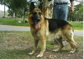 rosco, rocky y pongo