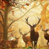 forestdeer